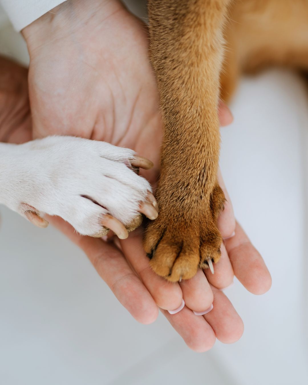 Evcil hayvan bakımı